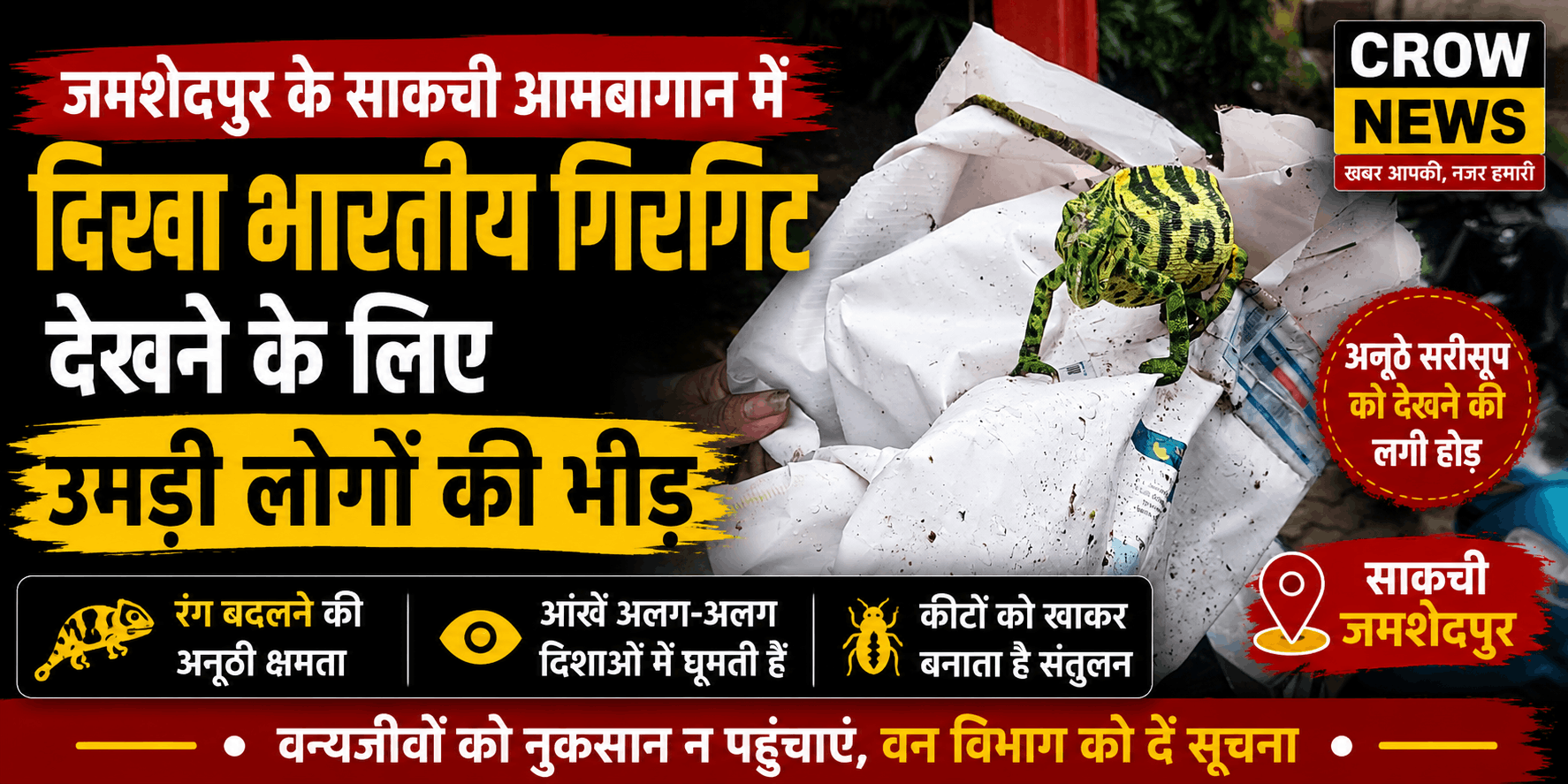 साकची आमबागान में देखा गया भारतीय गिरगिट